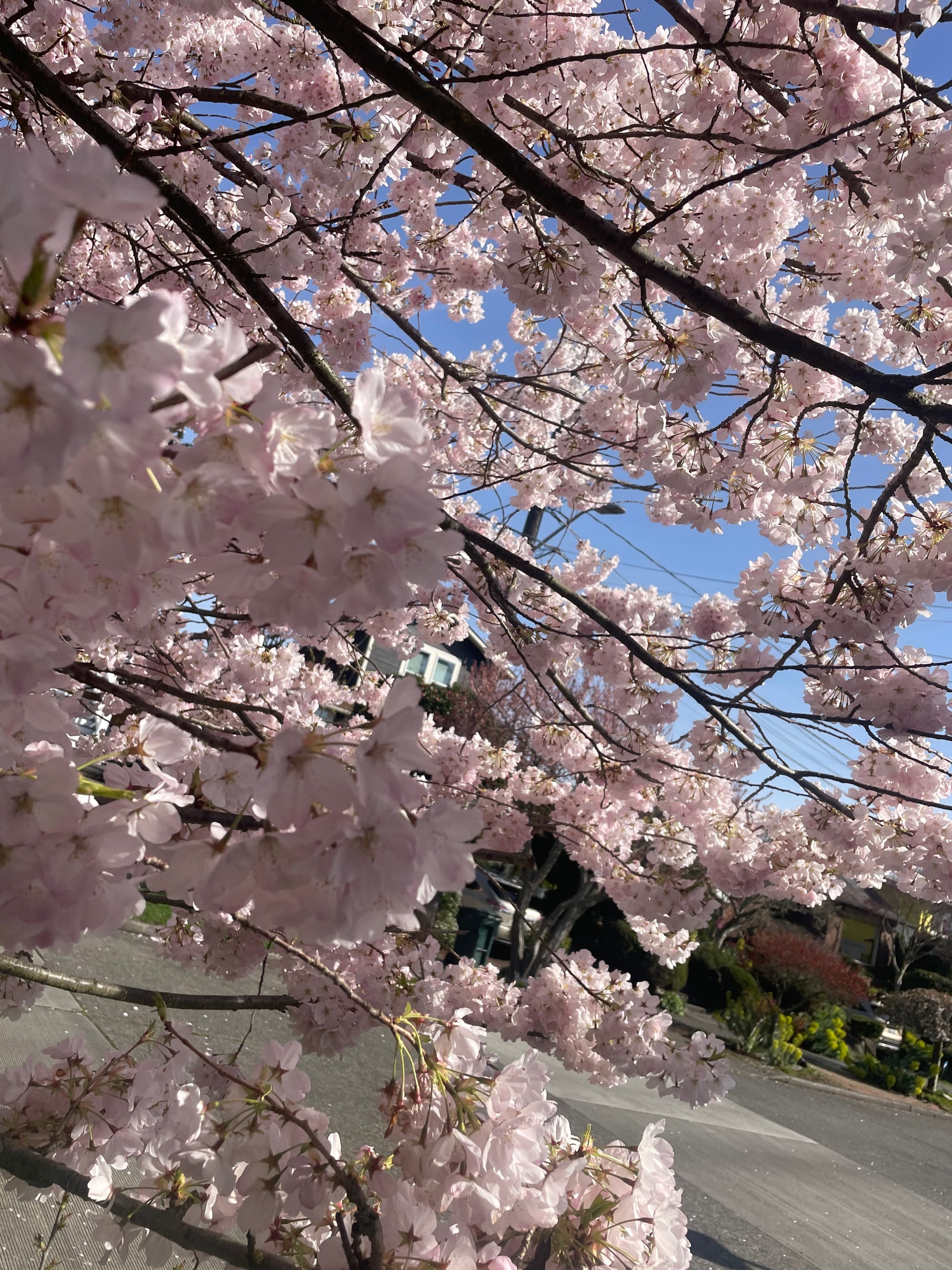 The Cancer Intensive Week Ahead